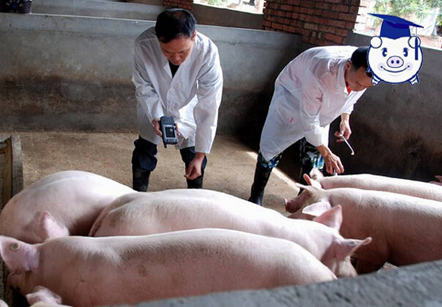 猪病最快的治疗方法,猪病怎么治疗才能彻底好