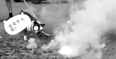 狗狗被炮仗炸死,狗狗第一次看见炮仗