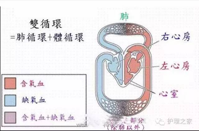 干货|史上最牛循环系统笔记，超齐全，医学生快来收藏吧