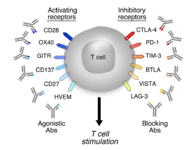 滚蛋吧肿瘤君：一文带你看懂肿瘤君的发生与治疗对策