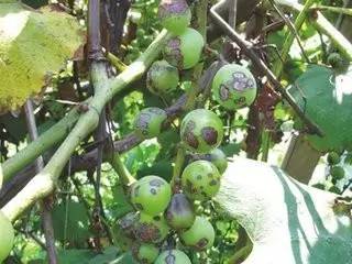 葡萄药害怎么解决,葡萄幼果药害