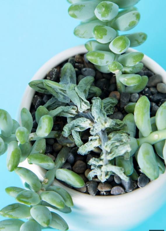 多肉不是徒长就是干,多肉上面黄叶枯萎是什么原因