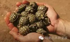 陆龟结石是什么样的,陆龟结石症状表现