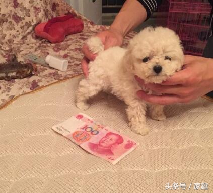 超级可爱的茶杯泰迪,只有巴掌大的宠物