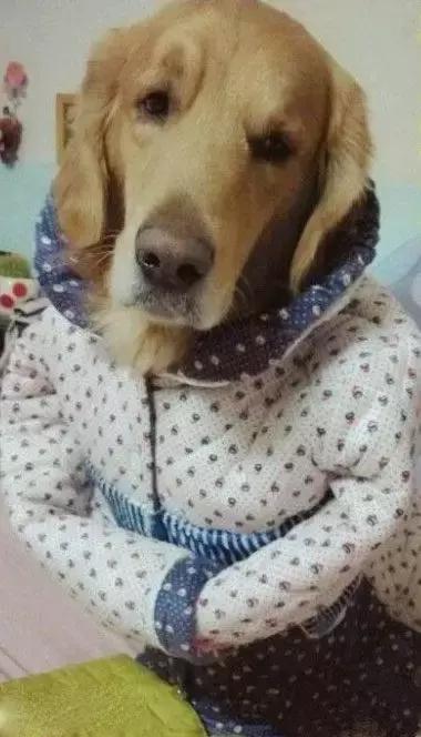 贾跃亭蒙眼狂奔的照片,贾跃亭名言蒙眼狂奔