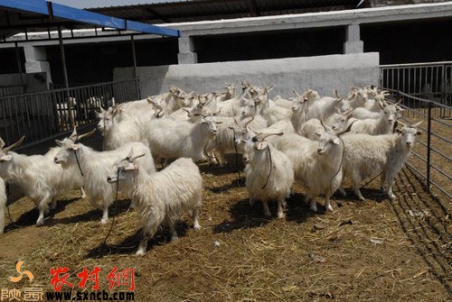 白山羊养殖技术问题研究,绒山羊养殖与管理