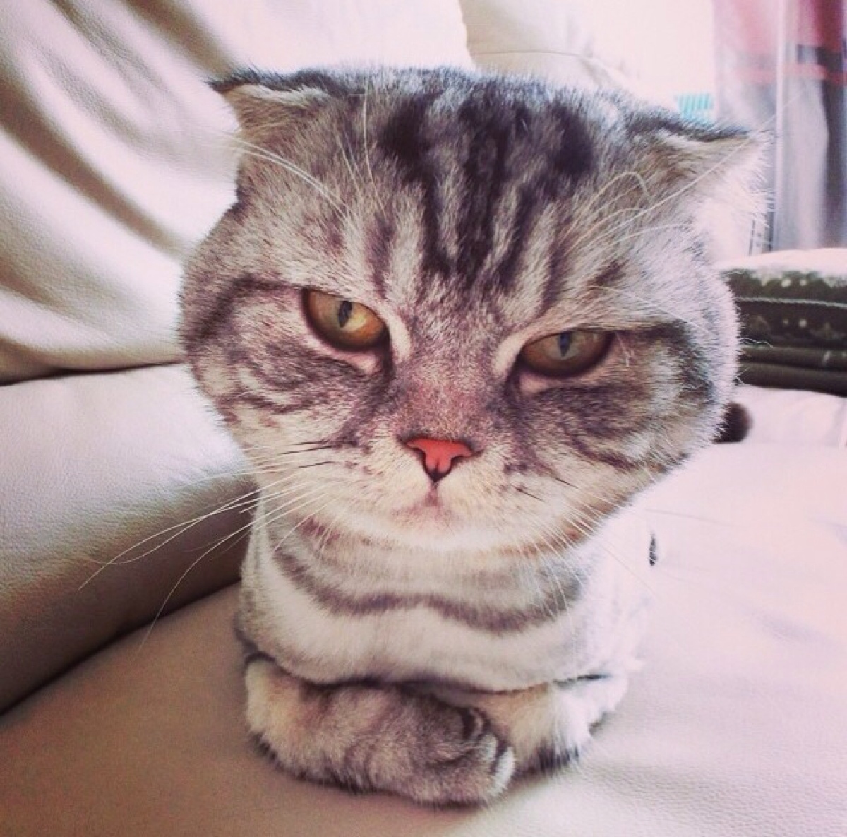 健康养护——关注猫咪科学用药（家庭常用药指南，感冒药是毒药）