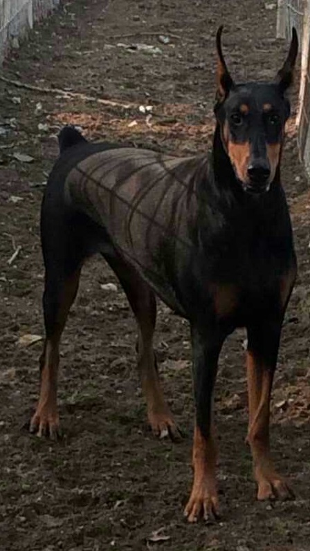 分享：母犬分娩那点儿事儿