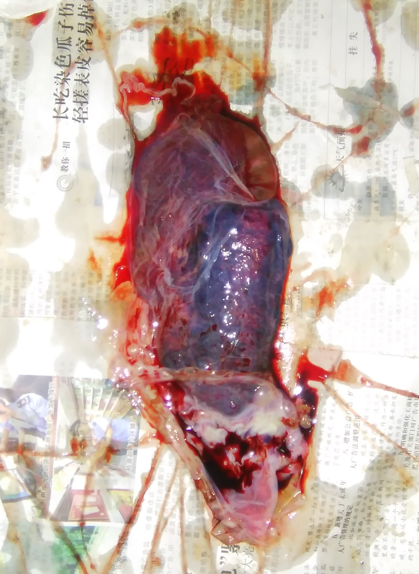 分享：母犬分娩那点儿事儿