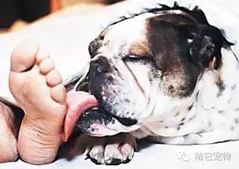为什么狗狗这么喜欢舔蟾蜍,狗狗喜欢舔脚是因为什么原因