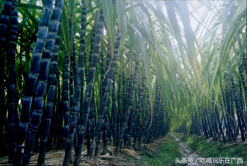 古法黑糖纯手工制作,古方黑糖制作工艺