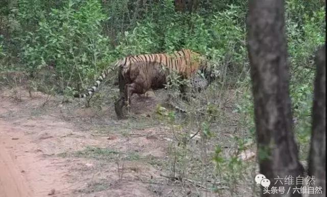 虎王kzt085vs花豹,花豹vs虎王
