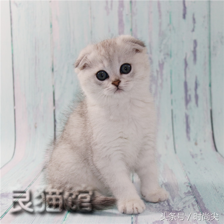 购猫指南,购猫须知