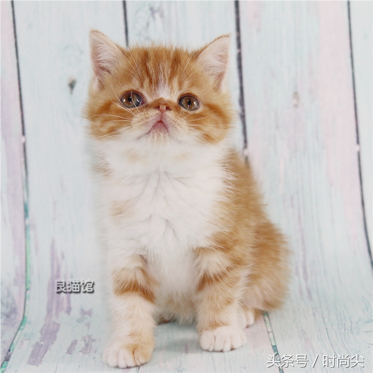 购猫指南,购猫须知