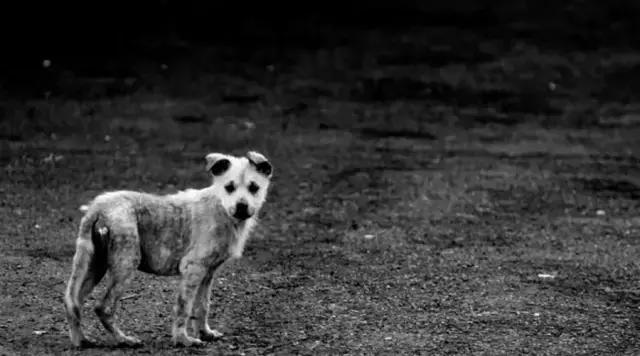 你被狗咬了还能再咬回去吗,被狗咬了怎么办教程