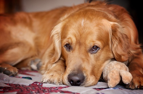 金毛犬怎么养才能不生病,金毛犬最正确的饲养方法