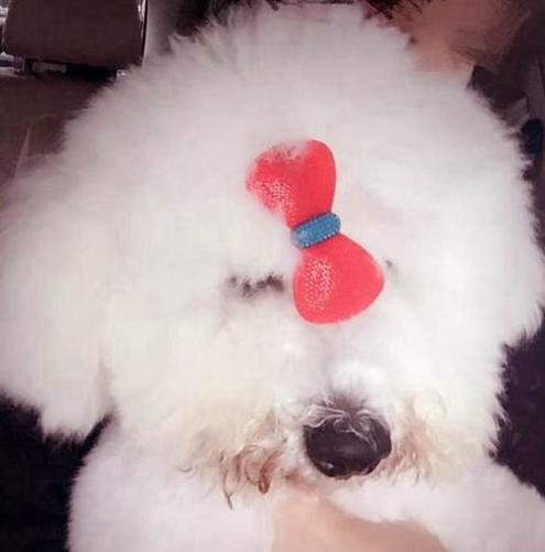 比熊带着我家比熊,比熊带着我家比熊出来