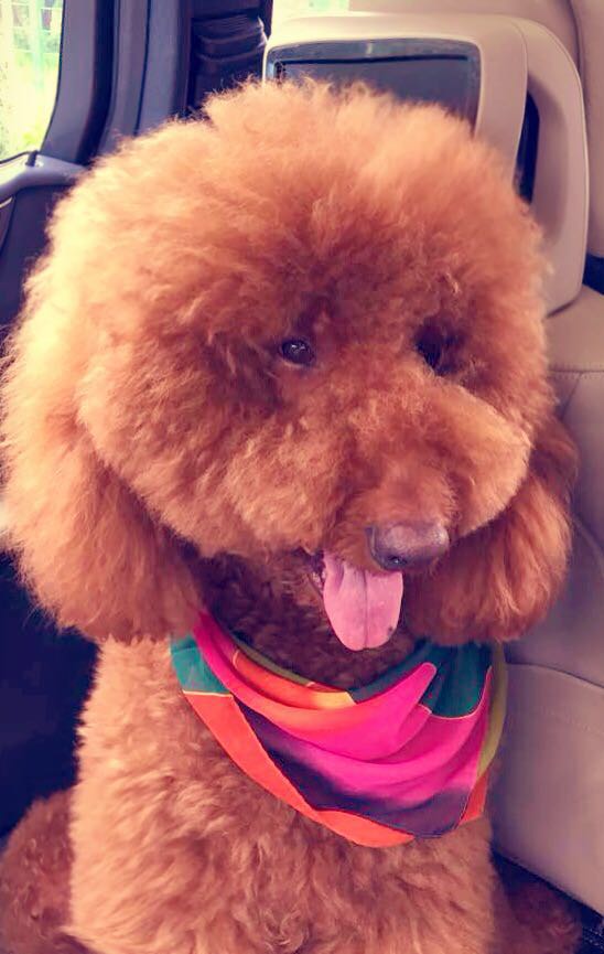 贵宾犬和泰迪犬是一个品种吗,你知道泰迪是怎么样的吗