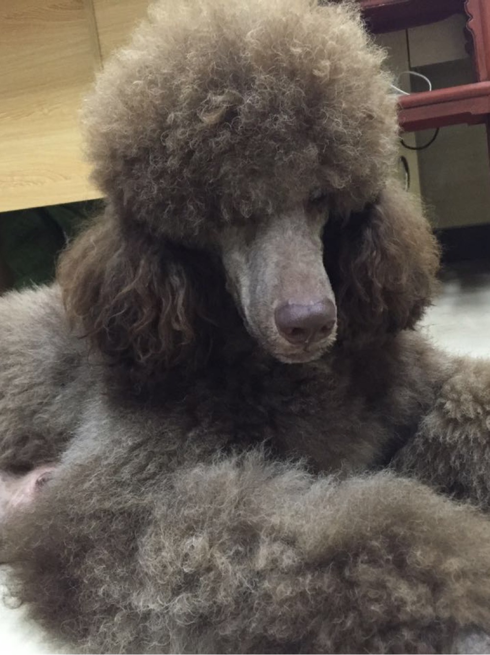 贵宾犬和泰迪犬是一个品种吗,你知道泰迪是怎么样的吗