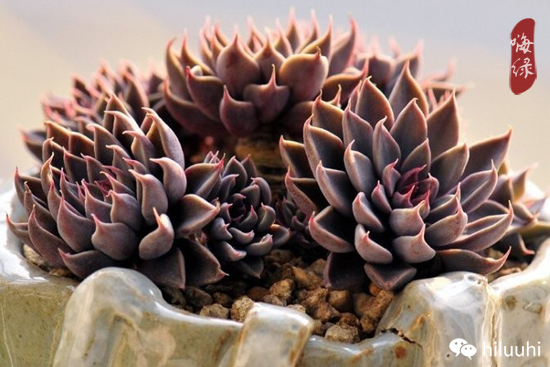 怎么可以这么美图片,漂亮韩国多肉