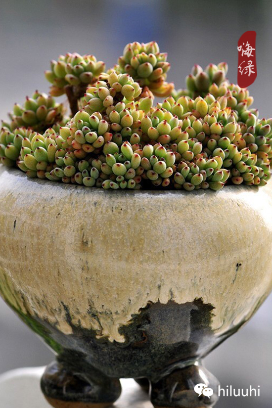 怎么可以这么美图片,漂亮韩国多肉