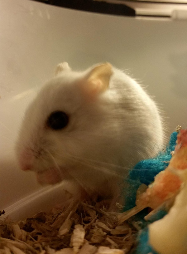 小仓鼠在笼里生活2年终被领养,小仓鼠生出来多少天可以找人领养