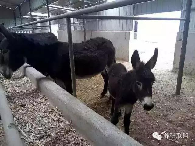 养驴疾病,养驴的正确方法与关注事项
