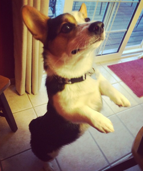 柯基被教育耳朵耷拉,柯基尴尬期耳朵特别大怎么回事