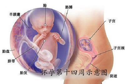 孕14周胎宝宝怎么睡觉的,孕32周宝宝可调皮了