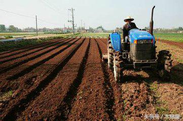 棉花增产窍门,自己种的棉花怎么处理