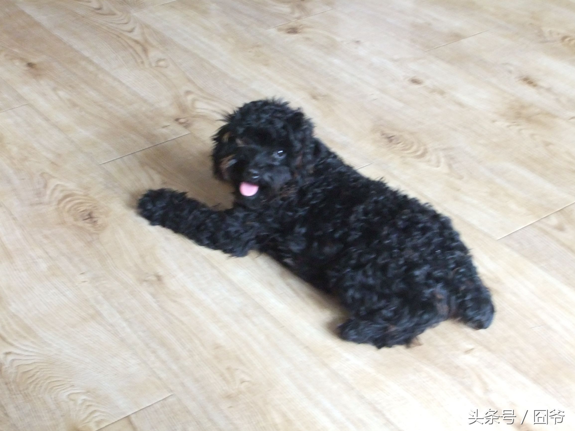 黑色泰迪被卖给狗肉车,黑泰迪被狗贩子染成灰色泰迪