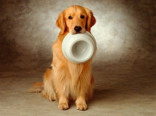 金毛犬怎么养才能不生病,金毛犬最正确的饲养方法