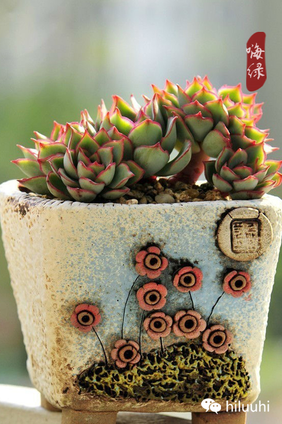 怎么可以这么美图片,漂亮韩国多肉