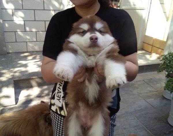 小孩被狗咬打狂犬疫苗要关注什么,孕妇打了狂犬疫苗后的关注事项