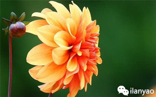 大丽花养殖方法之安全越冬攻略