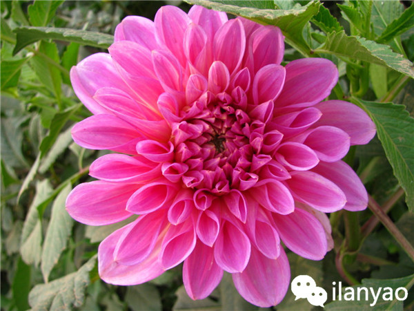 大丽花养殖方法之安全越冬攻略