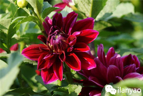 大丽花养殖方法之安全越冬攻略