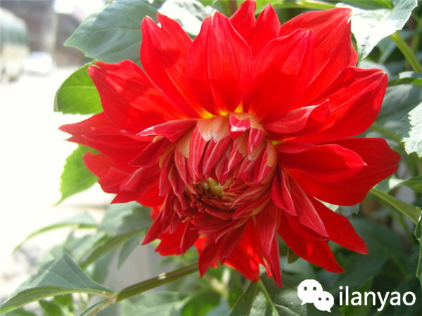 大丽花养殖方法之安全越冬攻略