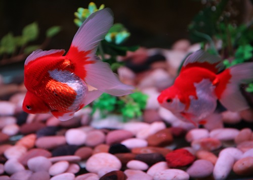 开缸到养水到养鱼新手全程教学,养鱼先养水的秘诀顺口溜