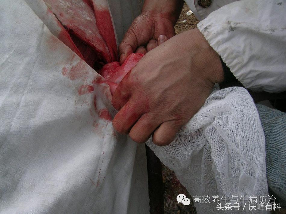 奶牛真胃扩张的症状治疗方法,奶牛皱胃左方变位治疗方法