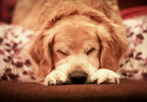 金毛犬怎么养才能不生病,金毛犬最正确的饲养方法