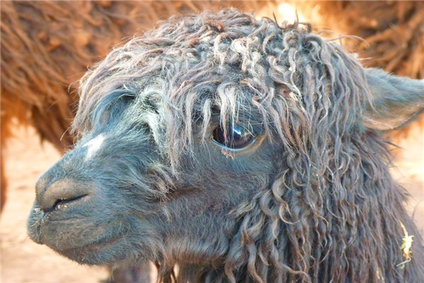 男人气血不够中医辨证,男人气血不够还能锻炼身体吗