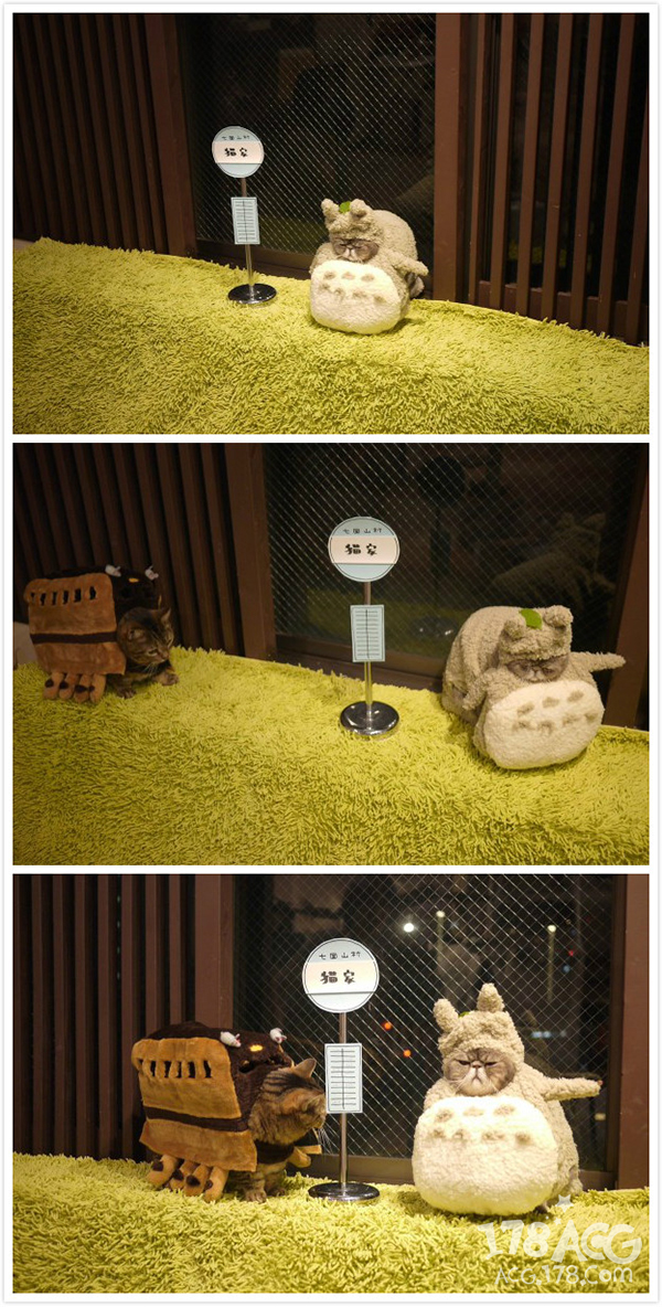 可爱小橘猫cos (无毛猫cos比鲁斯猫图片)