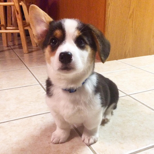 柯基被教育耳朵耷拉,柯基尴尬期耳朵特别大怎么回事