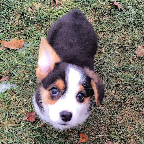 柯基被教育耳朵耷拉,柯基尴尬期耳朵特别大怎么回事