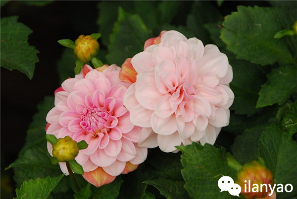 大丽花养殖方法之安全越冬攻略