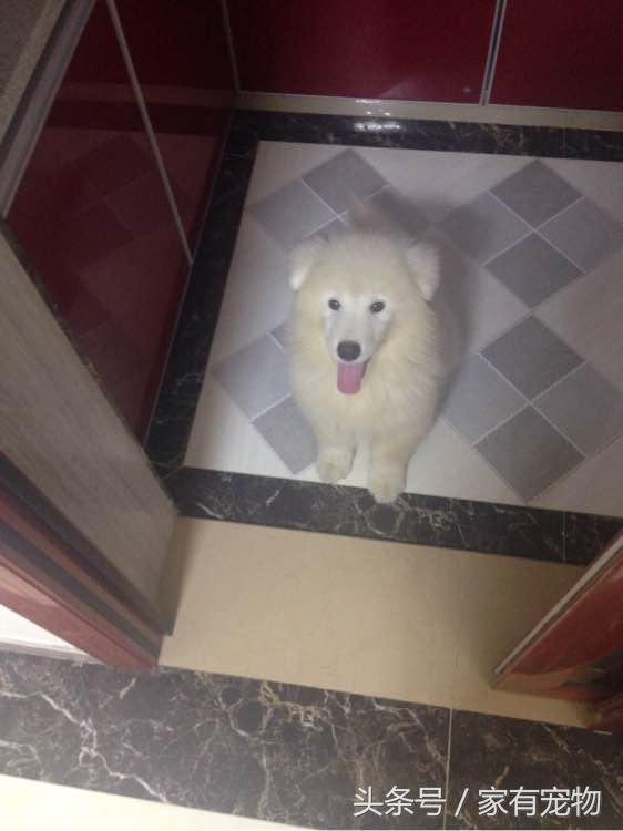 萨摩耶耳朵立不起来是串吗,萨摩耶耳朵立起来又垂下去了