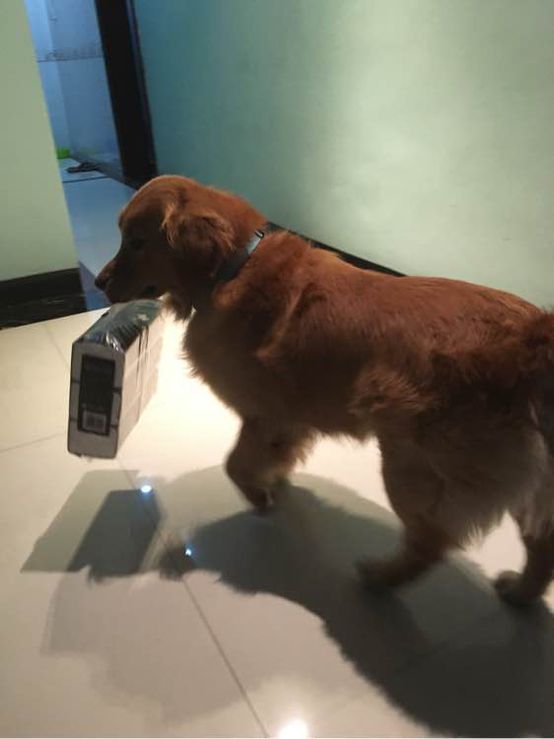 小短腿的金毛是什么犬,小短腿金毛狗狗