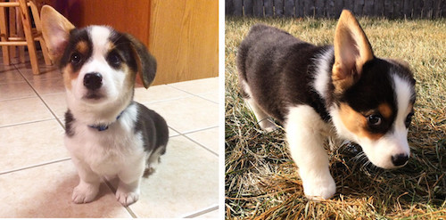 柯基被教育耳朵耷拉,柯基尴尬期耳朵特别大怎么回事