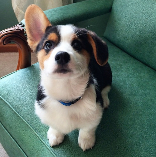 柯基被教育耳朵耷拉,柯基尴尬期耳朵特别大怎么回事